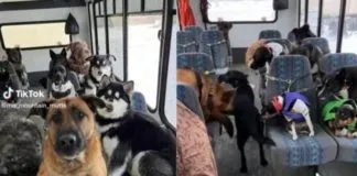 Grupo de perritos muy bien portados en transporte canino la rompe en Tik Tok