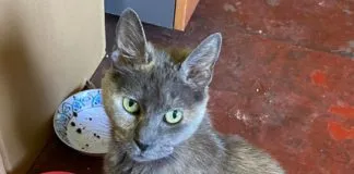 Amigos del Corazón: Este fin de semana ¡ADOPTA! en Independencia