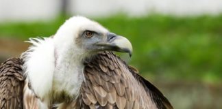 La presencia humana en la naturaleza perjudica el consumo de carroña, según un estudio