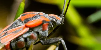 Chinche del arce, el insecto que se esparció por la Región Metropolitana