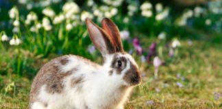 Ayuda a Bunny Lovers a seguir ayudando a los conejos, ¡convirtiéndote en hogar temporal¡