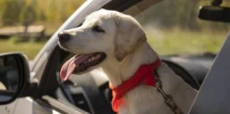 Cinco consejos para viajar seguro con tu perro