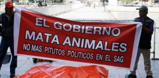 Dueños del Zoo de Los Ángeles protestan dejando a un león muerto afuera de La Moneda, acusando que «El Gobierno mata animales»