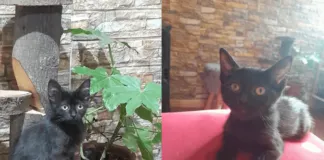 Gatita rescatada desde un árbol hoy busca un hogar y familia responsable