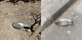 Denuncian masiva mortandad de palomas y otras aves en la comuna de Santiago