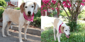 Hermosa perrita rescatada en Rancagua hoy busca un hogar responsable