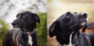 Todos podemos ayudar: buscan desesperadamente un hogar para perrita rescatada en Viña o en caso contrario deberá regresar a la calle