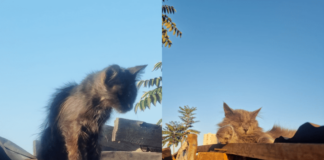 Piden ayuda para socorrer a decenas de perros y gatos que fueron abandonados en campamento de Quinta Normal, luego de la retirada de sus habitantes