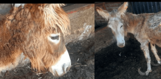 Simplemente horrible: Encuentran a más de 200 animales sufriendo maltrato en Melipilla