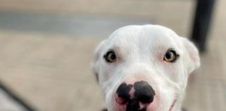 Tenedora de perro acusa negligencia por parte de Condomio Country Pucón tras atropello del animal en el lugar