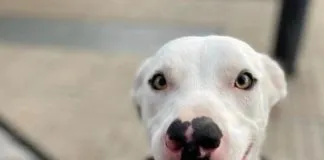 Tenedora de perro acusa negligencia por parte de Condomio Country Pucón tras atropello del animal en el lugar