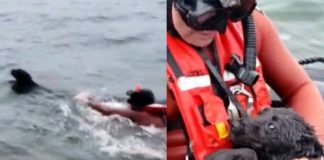 Rescatan a perrita que estuvo varada cuatro días en unos roquerios