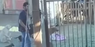 Indignante: Denuncian que delincuentes ingresaron a robar nuevamente a refugio canino de Mejillones