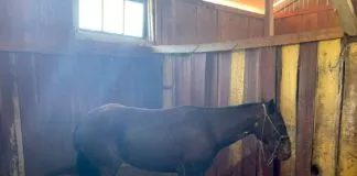 Firman convenio para entregar atención médica a animales lesionados en incendios forestales