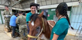 Animales que sobrevivieron a incendios de la región de Ñuble se recuperan en hospital veterinario de Chillán