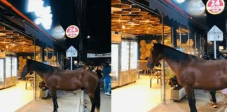 Caballo bueno para comer pan, visita todos los días una panadería de Colombia