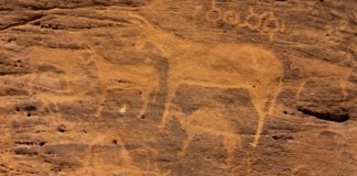 La importancia de los Burros en la historia humana