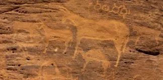 La importancia de los Burros en la historia humana