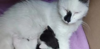 Familia gatuna «Corleone» continúa buscando un hogar