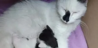 Familia gatuna «Corleone» continúa buscando un hogar