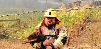 Bombero rescató a Pudú en medio de incendio cercano al área urbana de Concepción