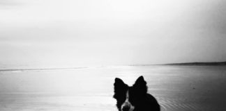 Más de 300 personas acompañaron a perrita desahuciada a dar un paseo por su playa favorita antes de cruzar el arco iris