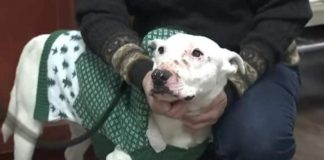 Perrito logra liderar manada de coyotes salvajes en sólo seis meses