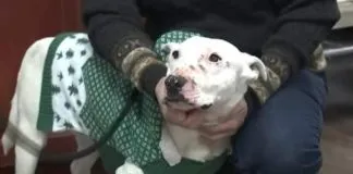 Perrito logra liderar manada de coyotes salvajes en sólo seis meses