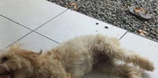 Crueldad extrema: Familia encuentra a una perrita dentro de un sillón en Brasil, luego de adquirir el mueble