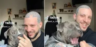 Furor en TikTok: la tierna reacción de perrito al creer que estaba «sin nariz»