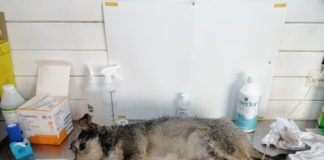 Cerca de 1.500 animales han sido atendidos a causa de los incendios en la región, gracias a operativos de Colmevet Bío Bío