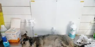 Cerca de 1.500 animales han sido atendidos a causa de los incendios en la región, gracias a operativos de Colmevet Bío Bío