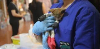 Organizaciones se movilizan por los animales afectados en la zona centro sur de nuestro país