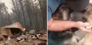 Simplemente emocionante: dos perros se reencuentran con su familia en Santa Juana, tras incendio forestal que arrasó todo