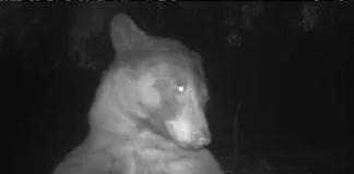 Oso posero se saca más de 400 ‘selfies’ en una cámara trampa en Estados Unidos