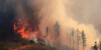 “Salvar los bosques en Chile”: Juntan firmas digitales para exigirle al Gobierno cambiar el modelo forestal