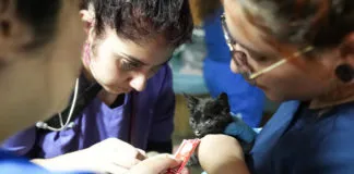 Más de 2.600 animales han sido atendidos por los incendios en la zona centro sur de nuestro país