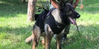 Muerte de Proteo, el can rescatista mexicano, tras derrumbe de edificio colapsado en Turquía: ¿heroísmo perruno o maltrato animal?