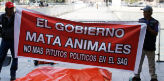 ¿Qué razones explicarían la muerte del león Zeus en el Zoológico de Los Ángeles?