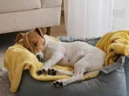 Los perros si tienen pesadillas, afirma estudio