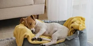 Los perros si tienen pesadillas, afirma estudio
