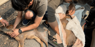 «No es posible que tras escapar del fuego, los animales pierdan la vida al ser atropellados», clama la Fundación Ñacurutú