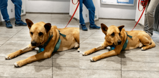 Ayuda a Rucio a salir adelante de su infección urinaria, ¡aportando económicamente a su recuperación ¡