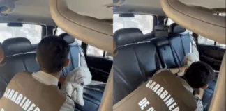 Detienen a conductor, tras dejar encerrado a su perro a pleno sol en Coñaripe