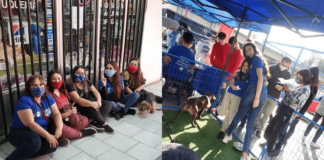 ¿Quieres apoyar una jornada de adopción perruna?, ¡súmate al equipo de voluntarios de la Fundación Callejeros Buscan Hogar¡