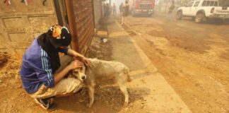 Recordada figura de la tv lanza campaña en ayuda de animales& humanos afectados por los incendios forestales en Viña y alrededores