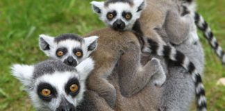 Mamíferos que viven en grupo tienen mayor esperanza de vida, según estudio que analizó más de mil especies