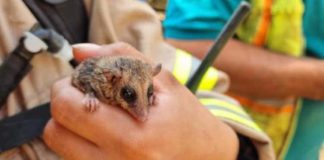 Bomberos de San José de la Mariquina salvan ejemplar de Monito del Monte
