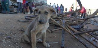 ¿Cómo podemos ayudar a los animales afectados por los incendios?