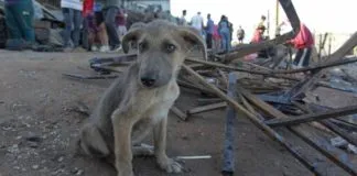 ¿Cómo podemos ayudar a los animales afectados por los incendios?